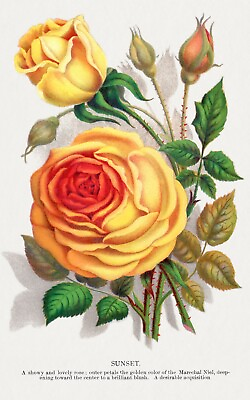 #ad 10332.Decor Poster.Room wall home art design.Garden Flower.Floral.Sunset Rose $35.00