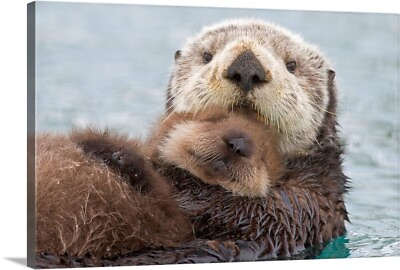 #ad Female Sea otter holding newborn pup out Canvas Wall Art Print Wildlife Home $69.99
