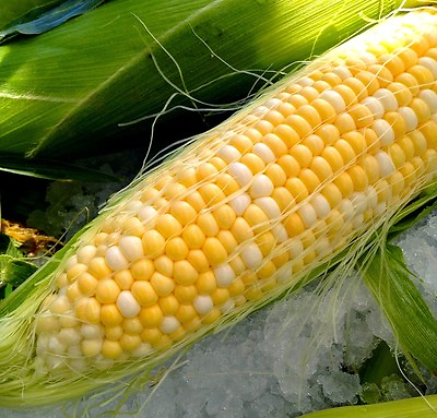 #ad corn PEACHES AND CREAM bi color SWEET CORN 23 seeds GroCo# buy US USA $0.99