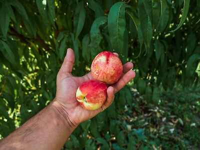 #ad Dwarf Peach Tree {Prunus persica} Fast Growing 5 seeds Free Shipping US seller $7.50