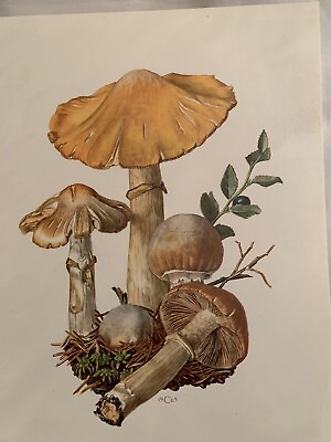 #ad Vtg 1971 Small Art Print Mushrooms NEW Sealed Package Printed in Germany 9” X 7” $9.99