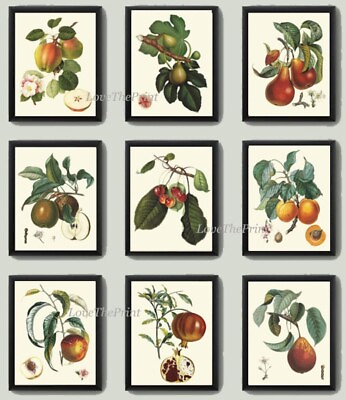 #ad Vintage Fruit Wall Art Set of 9 Prints Kitchen Dining Room Beautiful Unframed $101.00