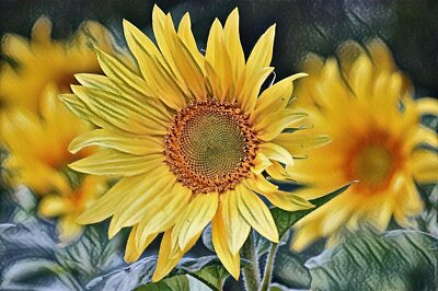 #ad Sunflower Floral Framed Canvas Print Wall Art Home Decor Gift Art .4 $27.89