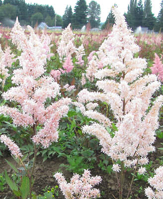 #ad Peach Blossom Astilbe 3 root divisions $13.29