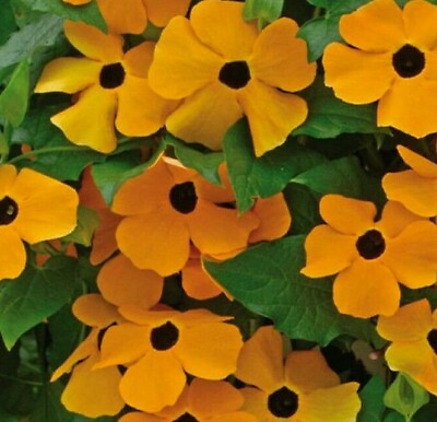 #ad BLACK EYED SUSAN VINE SEEDS 50 annual FLOWER orange YELLOW garden FREE SHIPPING $2.55