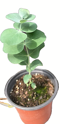 #ad Live Silver Dollar Eucalyptus Potted Plant 5quot; 8” Tall Plant Grown From Seed. $10.95