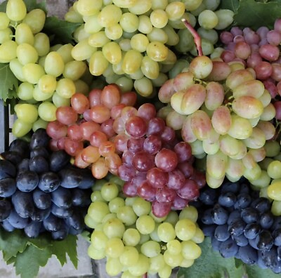 #ad #ad 25 Mixed Grape Seeds Multicolor Wine Dessert Fruit Easy Grow USA Garden Organic $4.99
