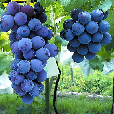 5pcs Japanese Kyoho grape cuttings 巨峰葡萄插条 US seller $59.99