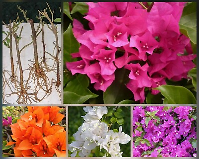 #ad 4 Well Cutting Rooted Nodes Bougainvillea Flowering Plant Package 1 Free $17.99