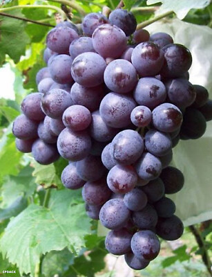 #ad 5pcs Muscat Hamburg grape cuttings 玫瑰香葡萄插条 U.S. Seller $19.90