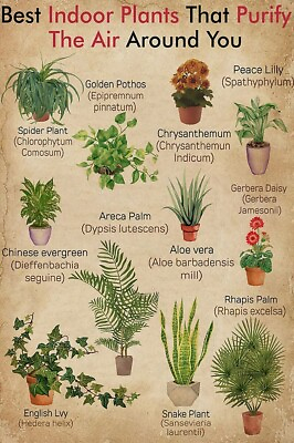 #ad Best Indoor Plants That Purify The Air Around You Vintage Home Decor Wall Decor $20.42