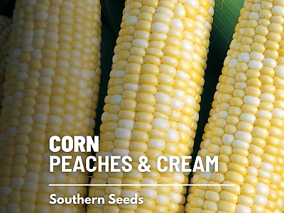#ad Corn Peaches amp; Cream 60 Seeds Grow Your Own Non GMO Zea mays $1.95