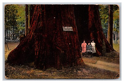 Santa Cruz CA Big Tree Grove Three Sisters Divided Back Postcard Posted 1914 $5.94
