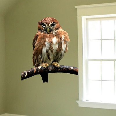 #ad Owl Wall Decal Mural Bird Wise Wild Animals Removable Tree Branch Vinyl a18 $11.95
