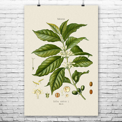 Coffee Botanical Art Print Barista Gift Coffee Shop Art Kitchen Decor Cafe Art $14.95