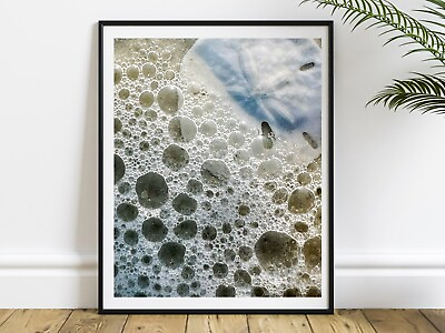 #ad Sand Dollar Wall Picture 8x10 Art Print Ocean Life Artwork Coastal Print $28.00