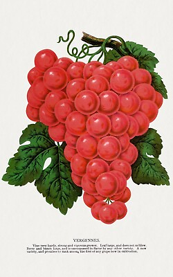 #ad 10270.Decor Poster.Room wall art design.Fruits.Vegetables.Chef Kitchen.Grapes $39.00