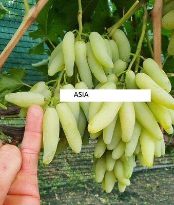 #ad Asia SEEDLESS GRAPE VINE 5 cuttings for rooting grafting imported Ukraine $50.00