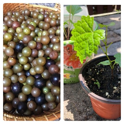 #ad 1 Fresh Muscadine Carlos Bronze Grape Vine Plant With Leaves Strong Roots 4” 6” $15.00