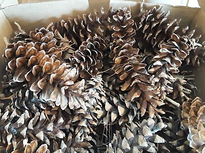#ad 50 Pine Woods Natural Pine Cones for Crafts Rustic Projects 4quot; 7quot; $14.99
