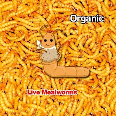 2500 live organic mealworms large Live Guarantee $22.99
