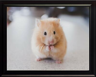 #ad Golden Hamster Wildlife Animal Poster Print Picture or Framed Wall Art $19.81