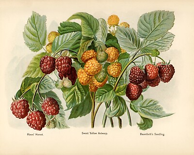#ad 12821.Poster print.Room Wall design.Vintage garden fruit.Berries.Kitchen decor $60.00