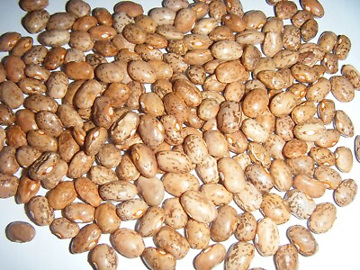 #ad Over 300 Kentucky Cornfield Brown Greasy Beans Heirloom Seeds 300 Mailed Quick $12.98
