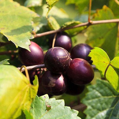 #ad #ad #x27;Delicious#x27; Muscadine Grape Vine Vitis rotundifolia Live Plant $21.99