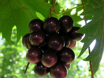 #ad #ad Muscadine Grape Southern Home Live Plant 4quot; Pot $10.95