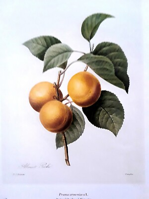 #ad Pierre Joseph Redoutequot;PEACHESquot; Kitchen Art Fruit Print 6×8.5 $4.99