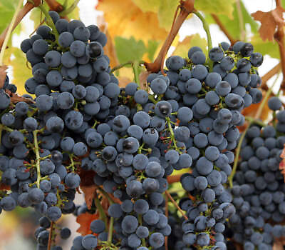 1 1000 PCS Domestic Wine Grape Tree Seeds Vitis Vinifera Bush Vine Fruit 0186 $6.95