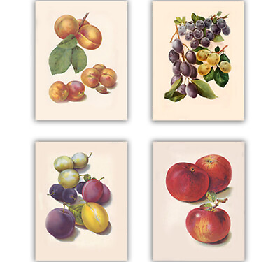 #ad Vintage Fruit Prints Apricot Plum Wall Art Home Decor Kitchen Wall Art 4 Prints $16.20