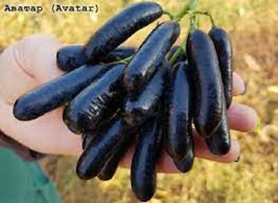 #ad Avatar ? SEEDLESS GRAPE VINE 5 unrooted cuttings for rooting or grafting $50.00