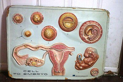 #ad Hubbard Scientific 3 D Educational Biology Anatomy Wall Model Cell to Embryo $30.00