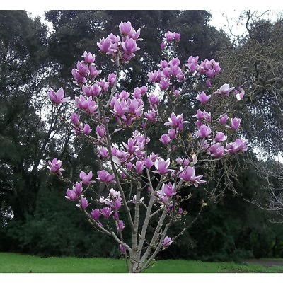 #ad 5 Purple Magnolia Seeds LILY FLOWER TREE Fragrant Tulip Seed 353 US SELLER $3.99